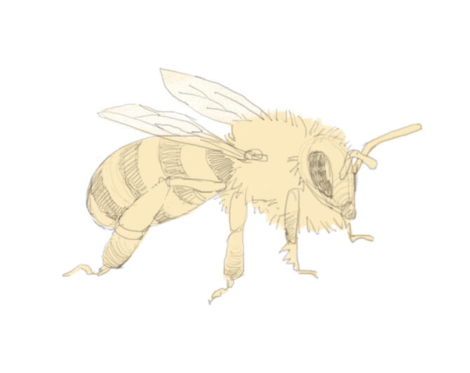 Bee sketch